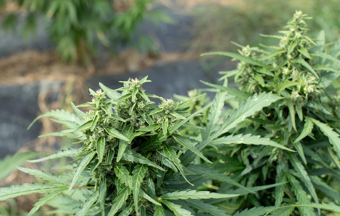 Gros plan sur une plante de chanvre cultivée en Savoie, mettant en valeur ses feuilles et ses fleurs riches en CBD, issues d’une culture naturelle et artisanale.